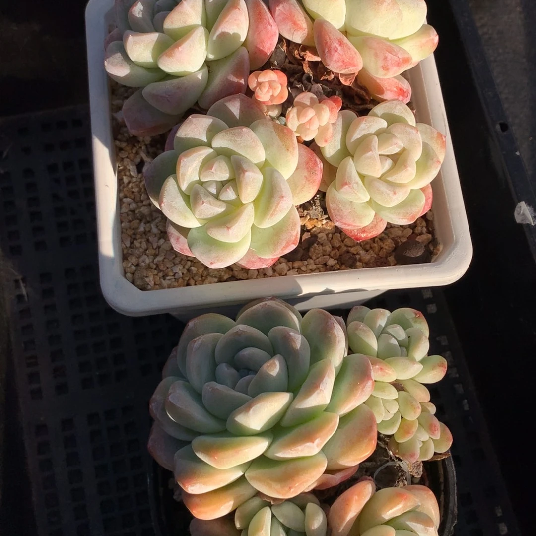 1213-147 老桩冰玉