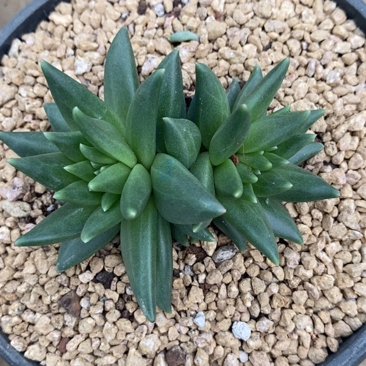 原***吖88888888888888888