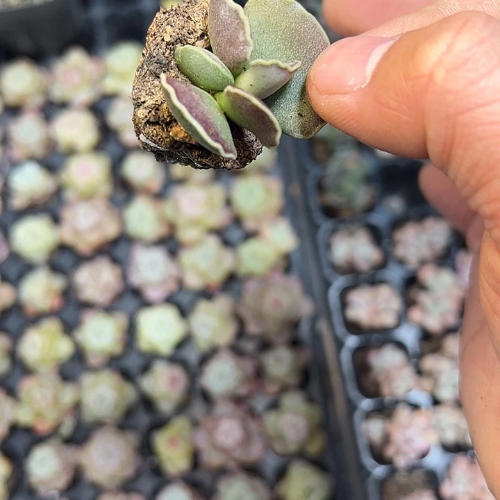 艺妓海豹 满10颗包邮