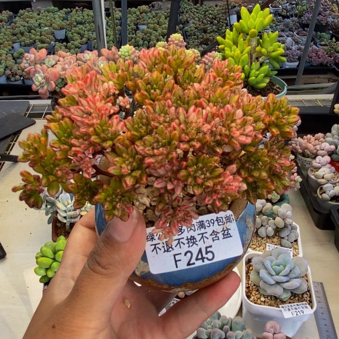 245小人祭锦多肉7c m