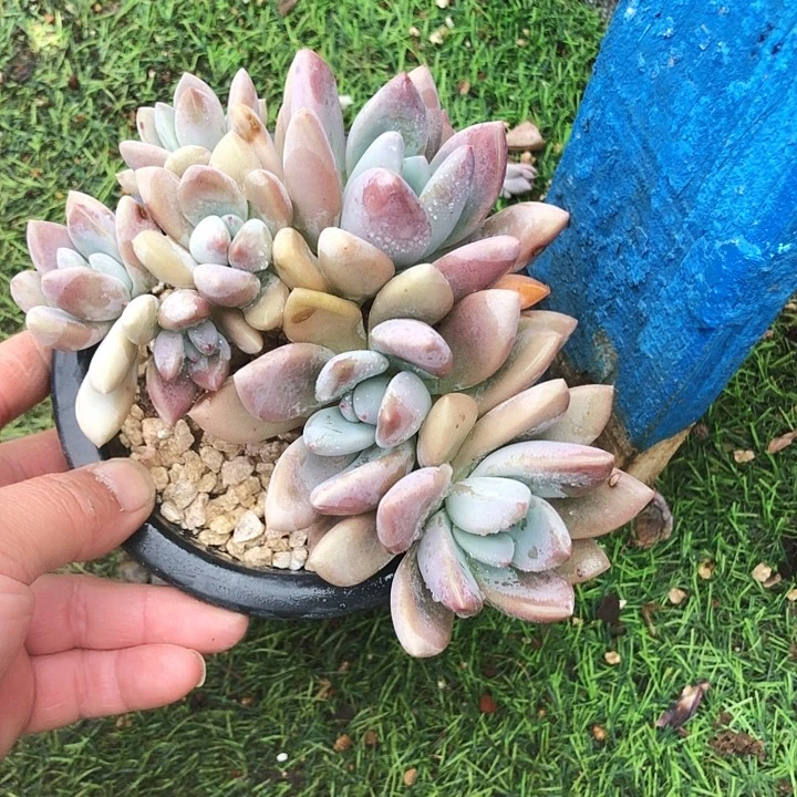 奥普朵朵多肉植物