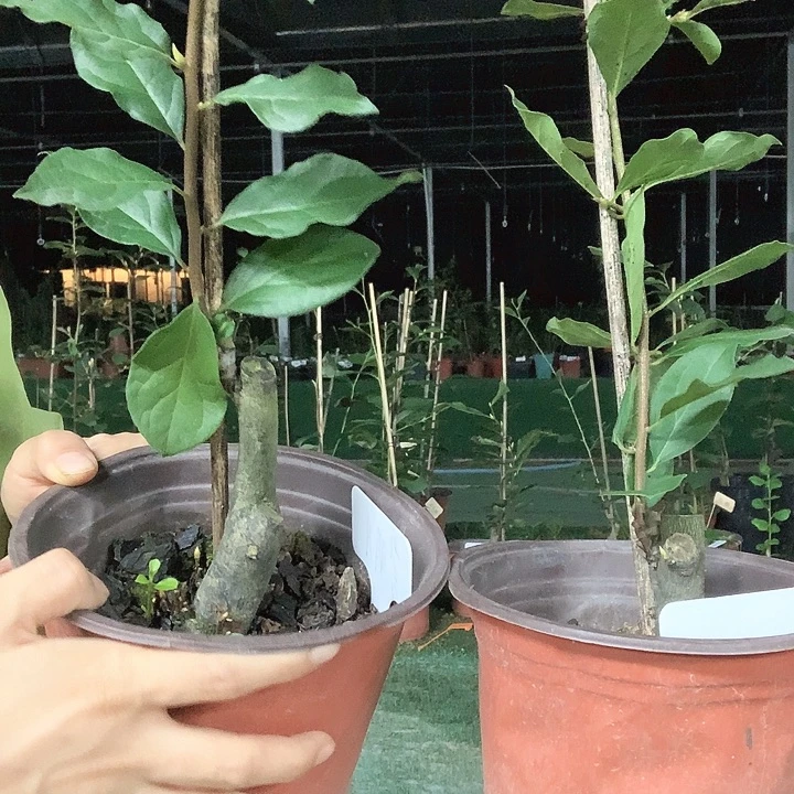 无花朵紫明月38.8