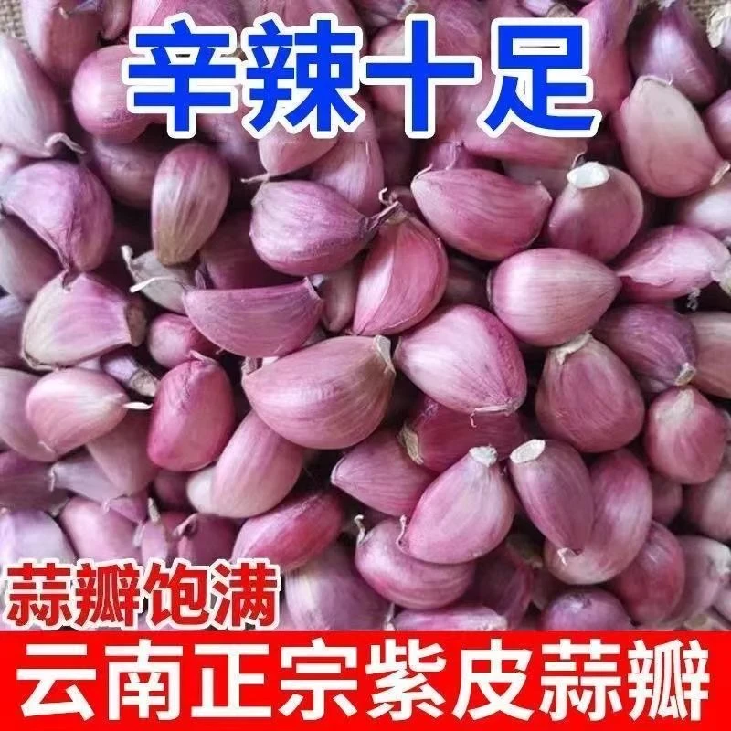 云南紫皮蒜瓣可吃可种老品种干蒜出蒜苗长蒜苔大蒜瓣8T