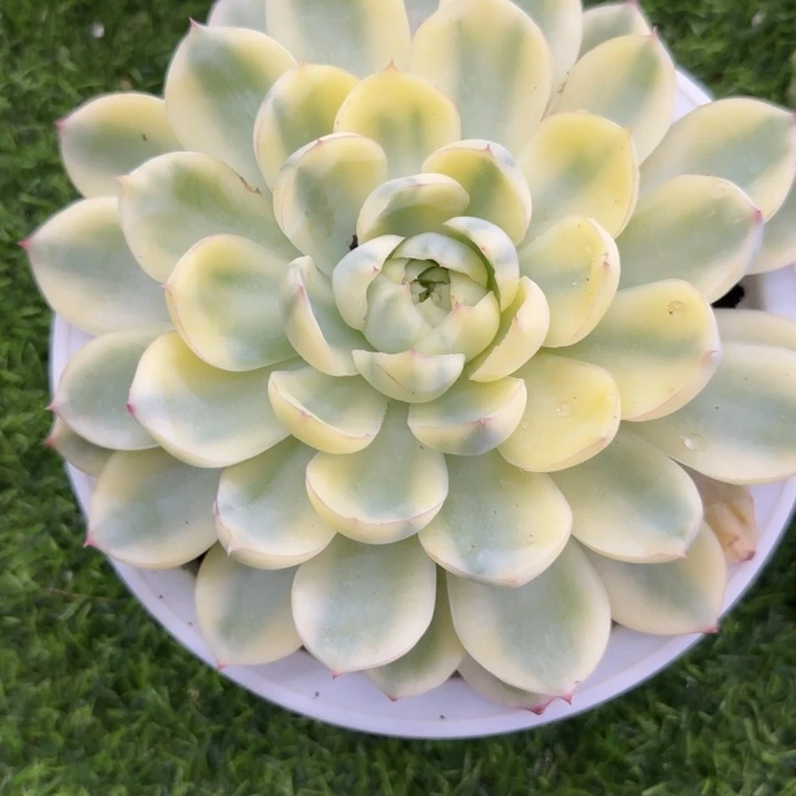 侧影锦多肉植物的时候