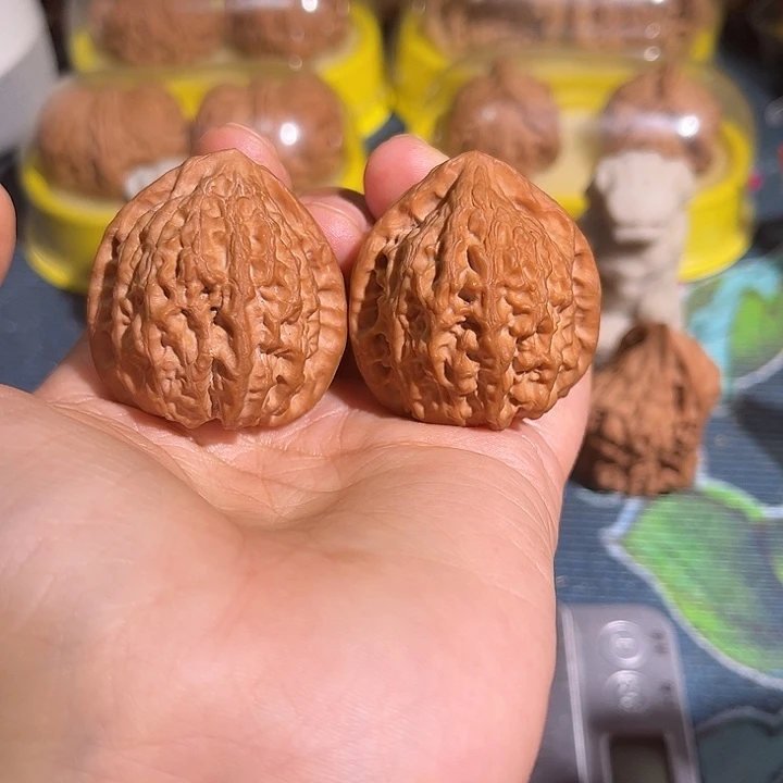 核桃金牛仙台公子帽