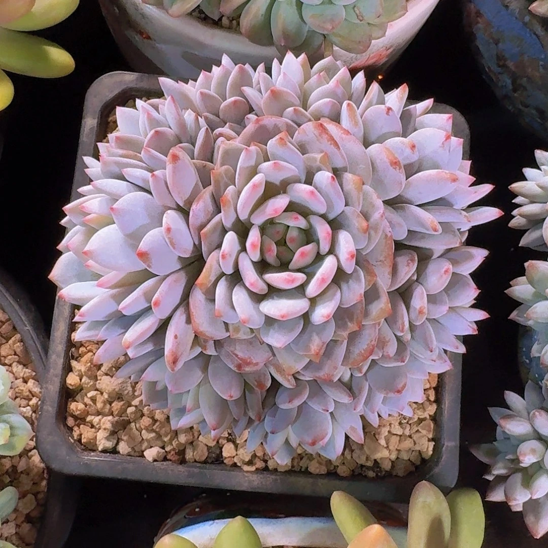 星星橙多肉一物一拍