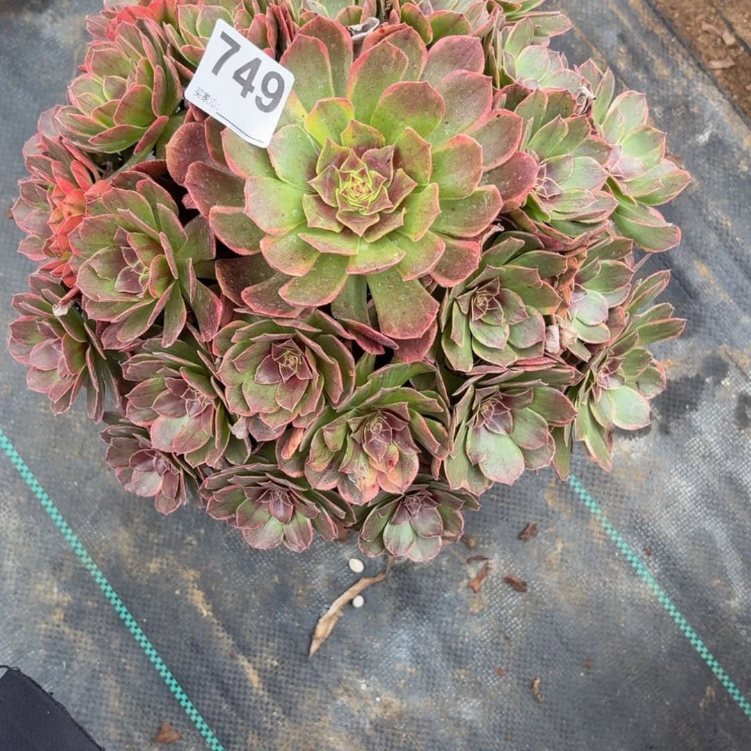 大***棋749半夏多肉植物多肉植物