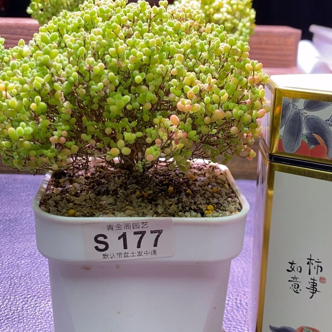 蜜橘糖球精控S177 带土