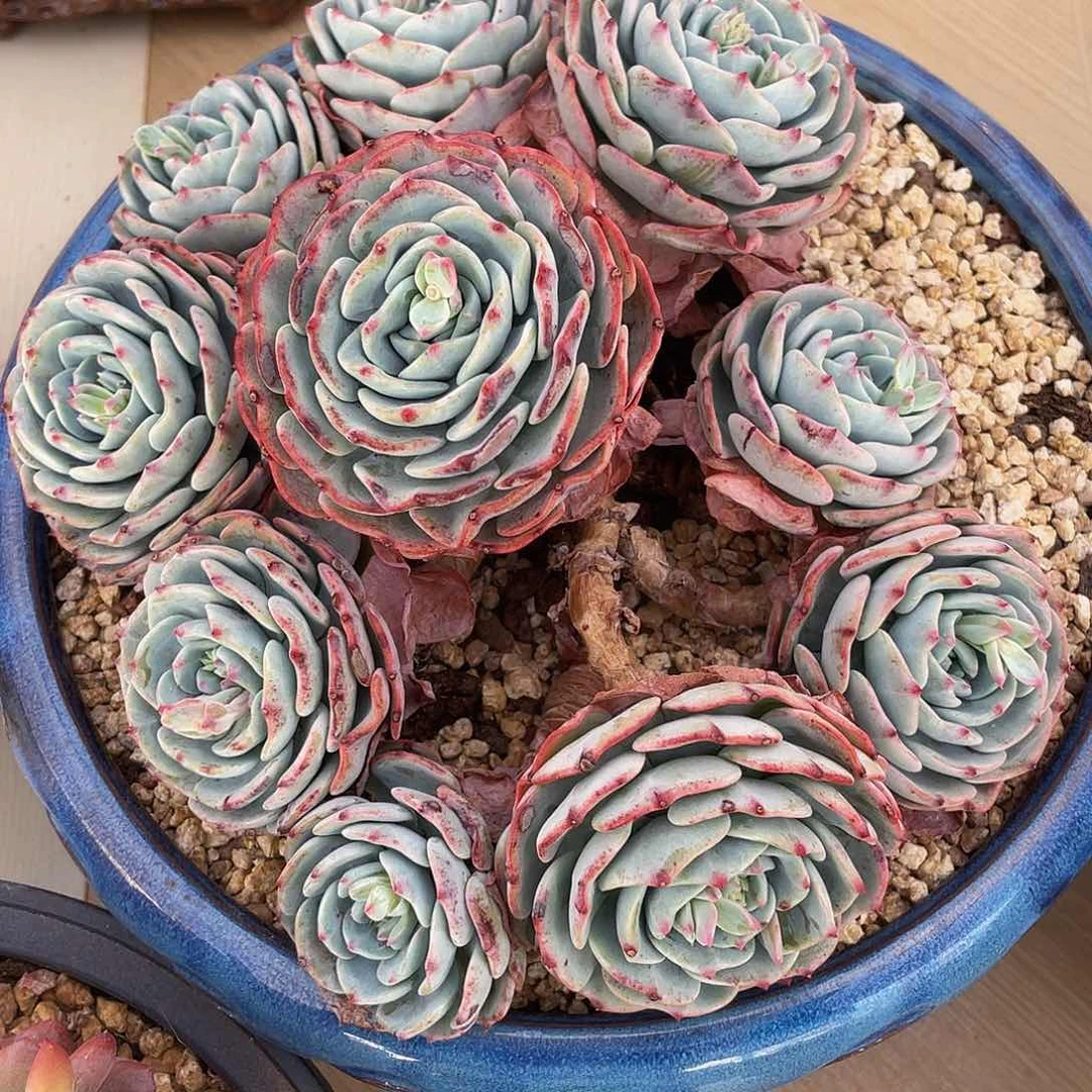 伯朗峰捧花多肉多肉多肉