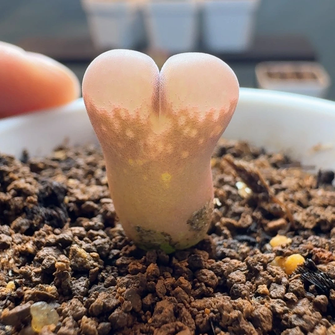 155风1804.5脱土发货