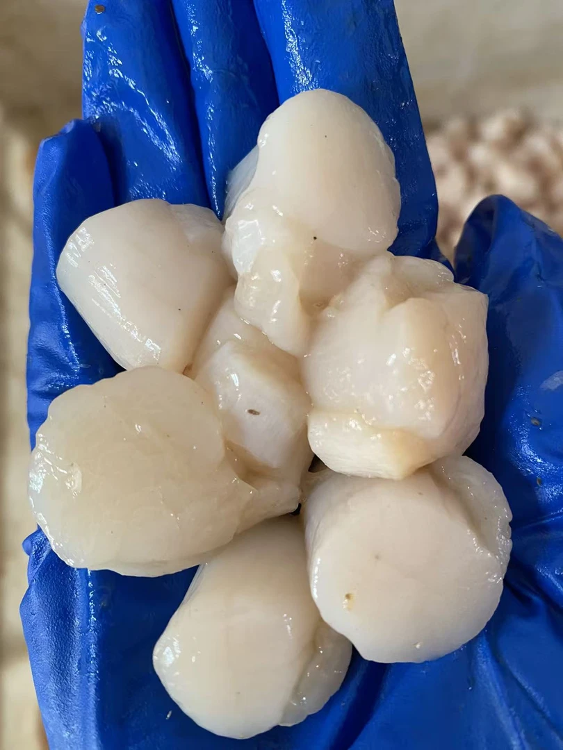 青岛原浆瑶柱贝 海鲜扇贝肉 大扇贝柱 食用方便 顺丰包邮