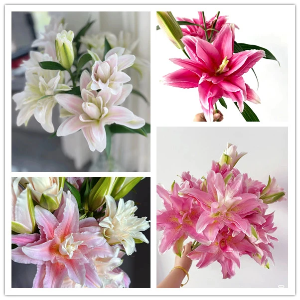 套餐69  粉红色重瓣百合4支4朵+红色康乃馨10支+都市红小菊5支