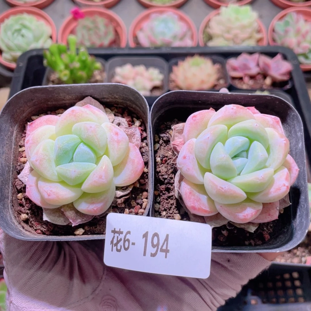 花利美6-194冰玉2颗