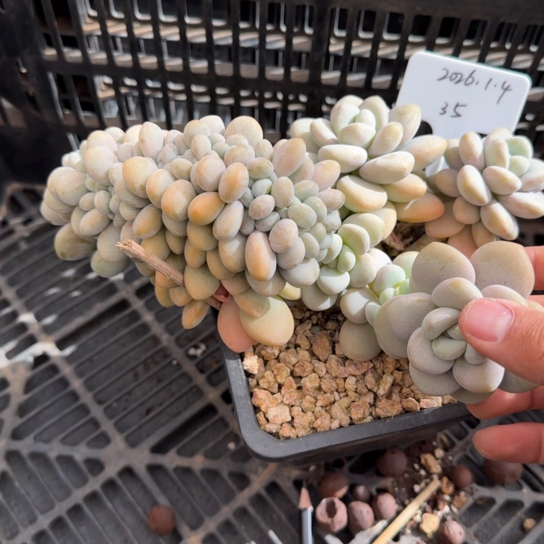 一物一拍精控洛神缀35