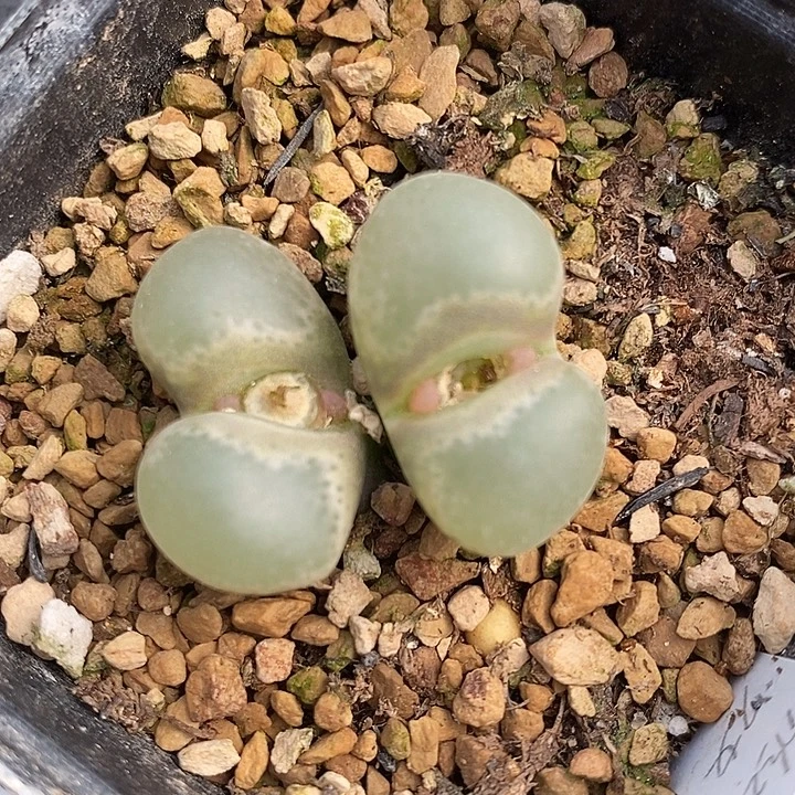 2853母本双头风铃。