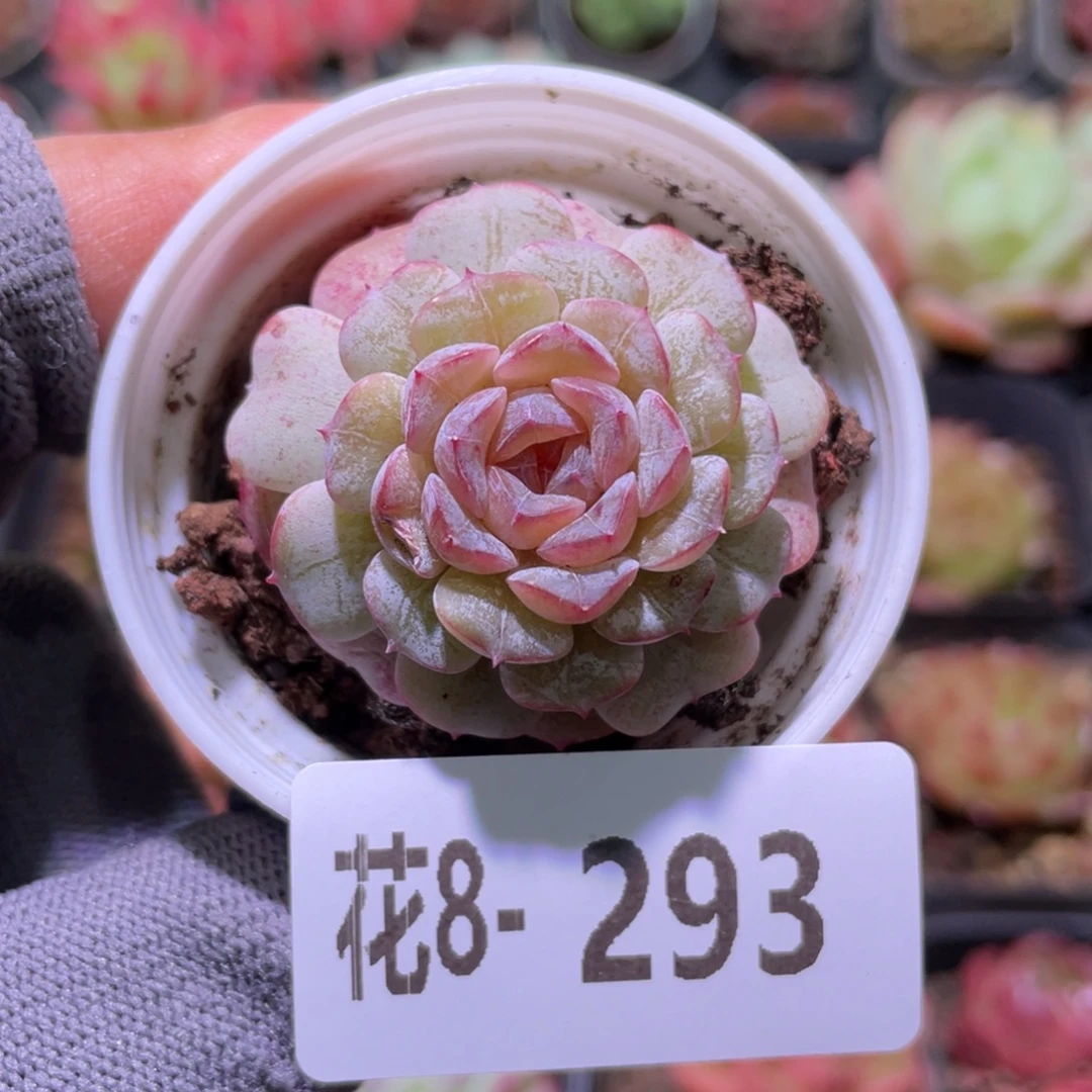 花利美8-293新品瑕疵