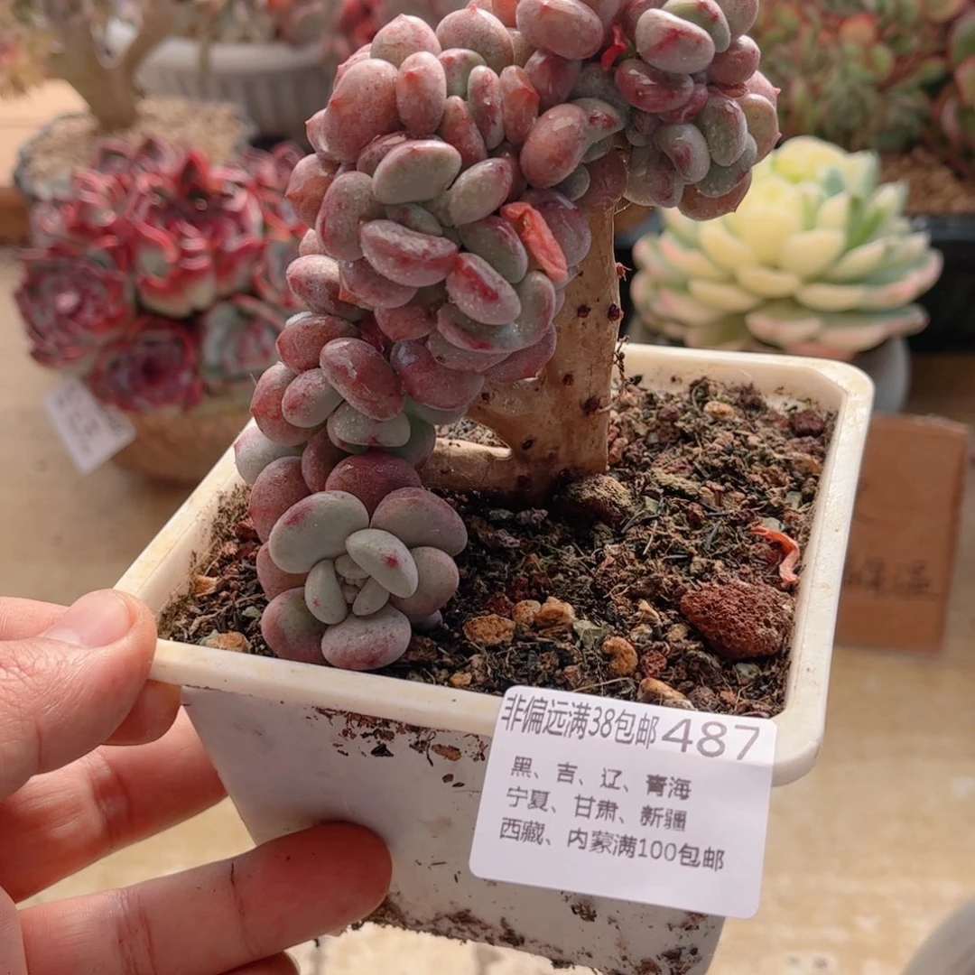 487白鹭缀德华多肉