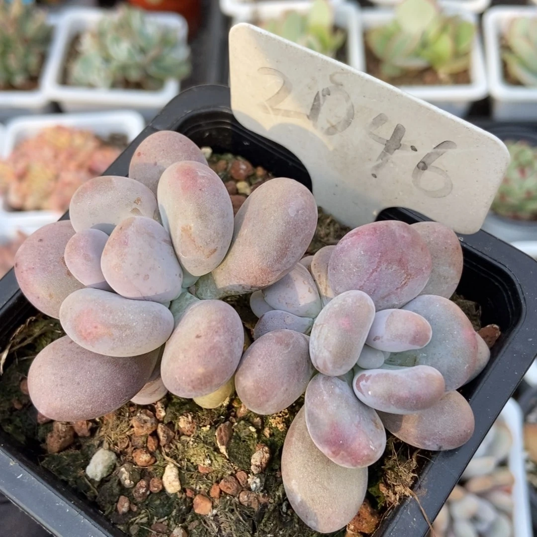 2046鸡蛋美人多肉植物