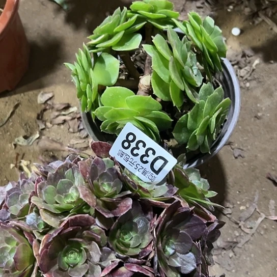 月*弯多肉植物两个