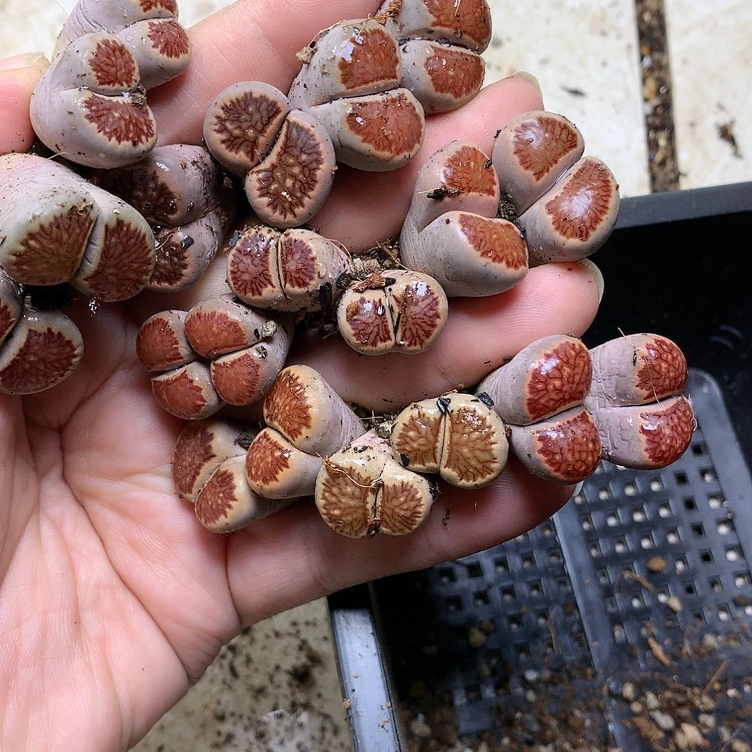铁****YD452多肉植物保护