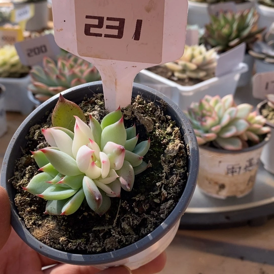 231吉娃娃哈哈哈哈