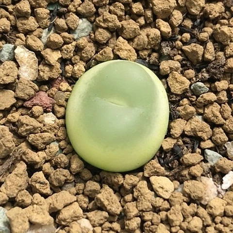 多肉肉锥 1.8Cm 大王拉登