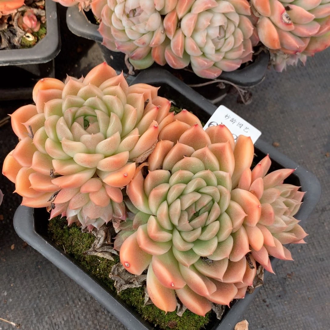 6722杂交多肉植物基地