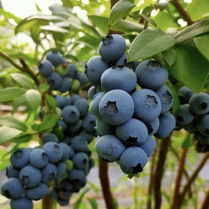 宝宝花香蓝莓L25脆甜口京东包邮到家