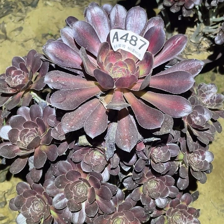 多肉植物法师487晚霞