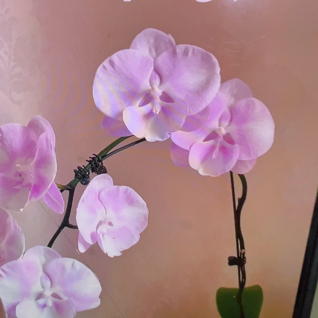 当前无花栽培后可以开花2.8杯云朵新苗凑单发货