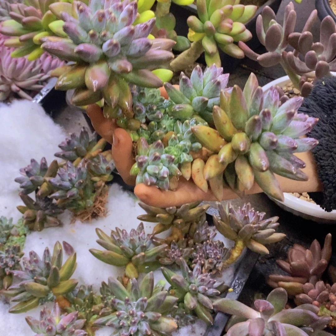 q***q多肉植物多肉植物