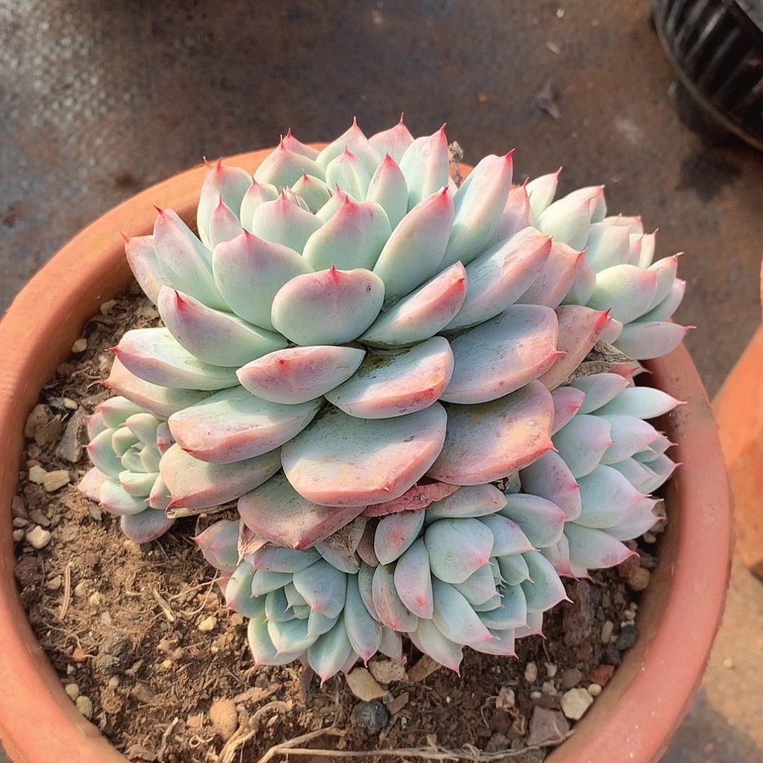 113阿尔巴一物一拍多肉