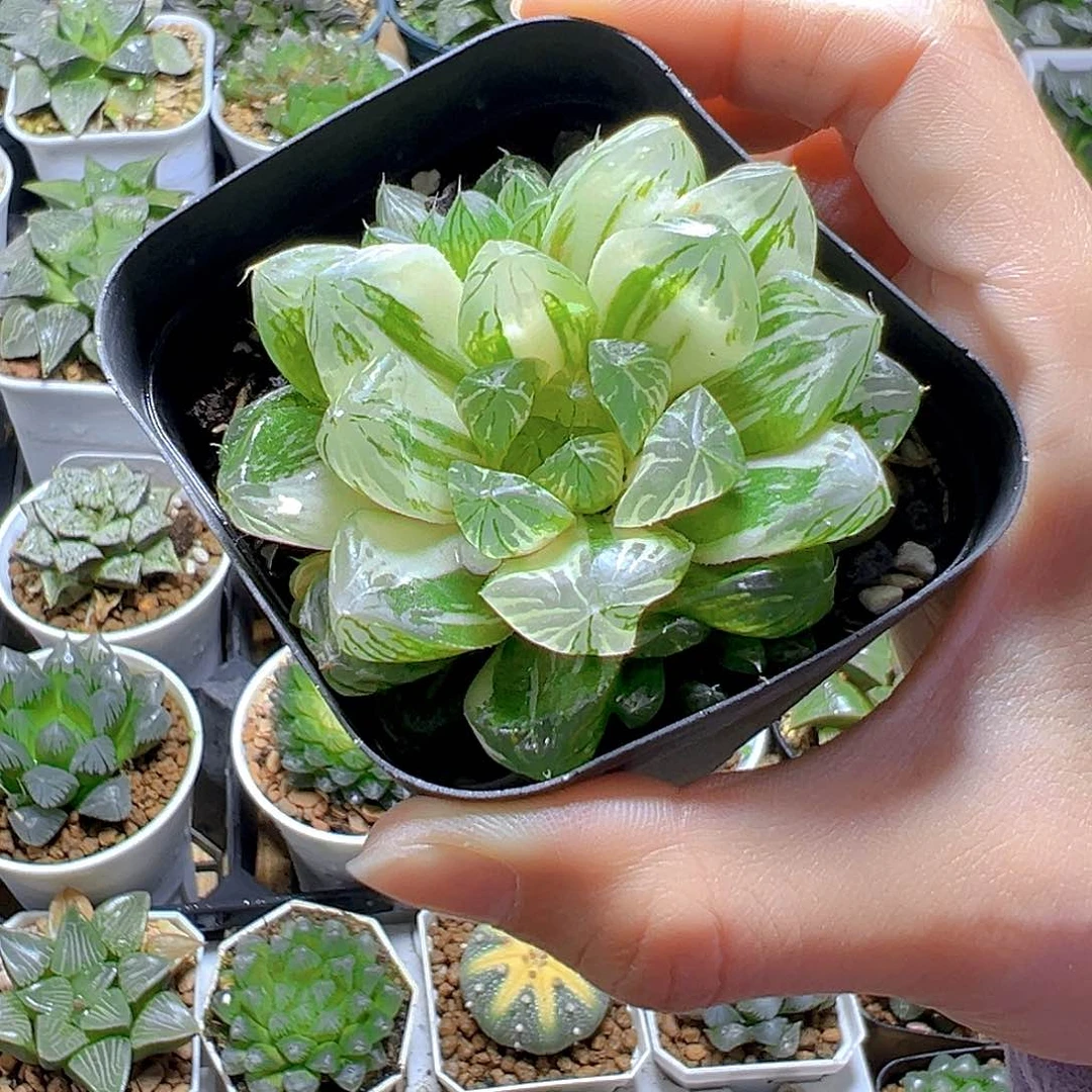 苏州玉露锦多肉多肉1