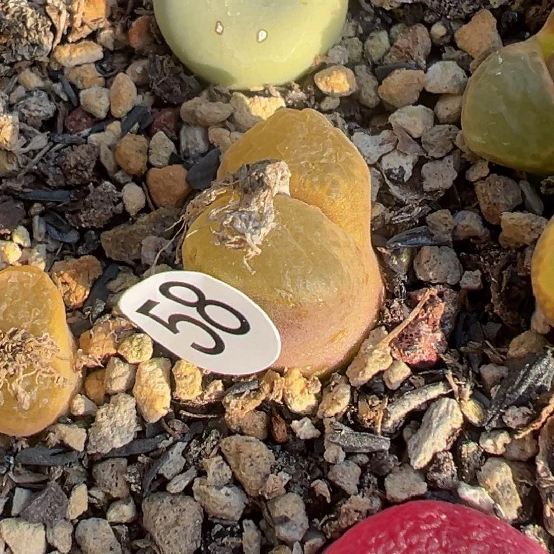 Ｒ*多肉植物111111111111111111