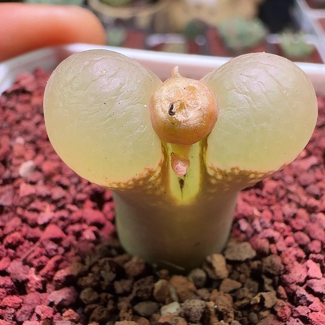 贼好看的风铃。     504
