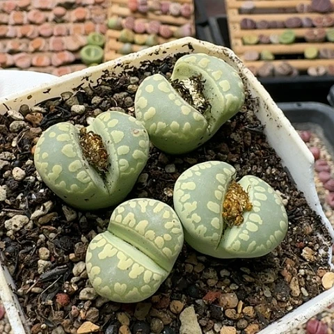 3751，绿大牙组合母本带盆土发货