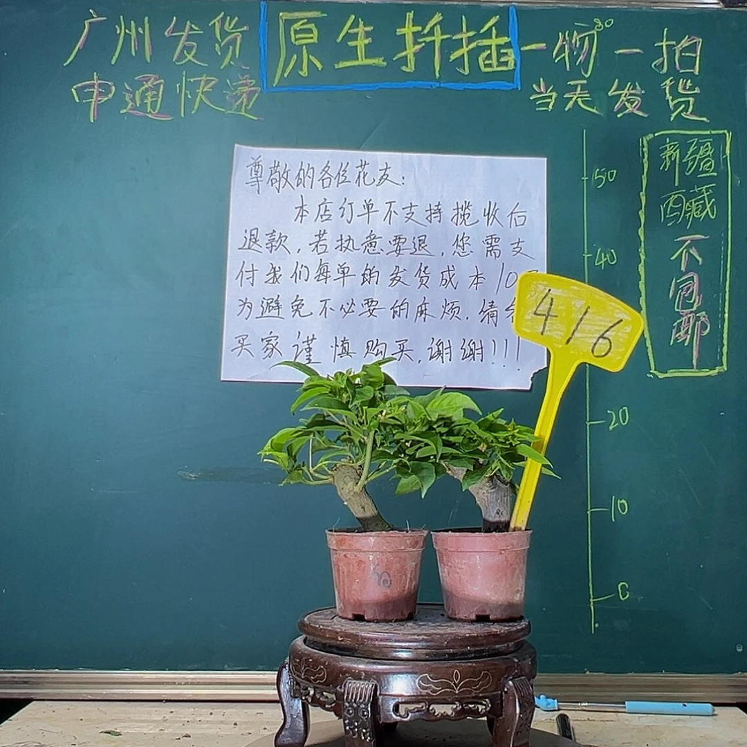 当前无花栽培后可以开花塔紫掌中宝 白雪公主掌中宝416