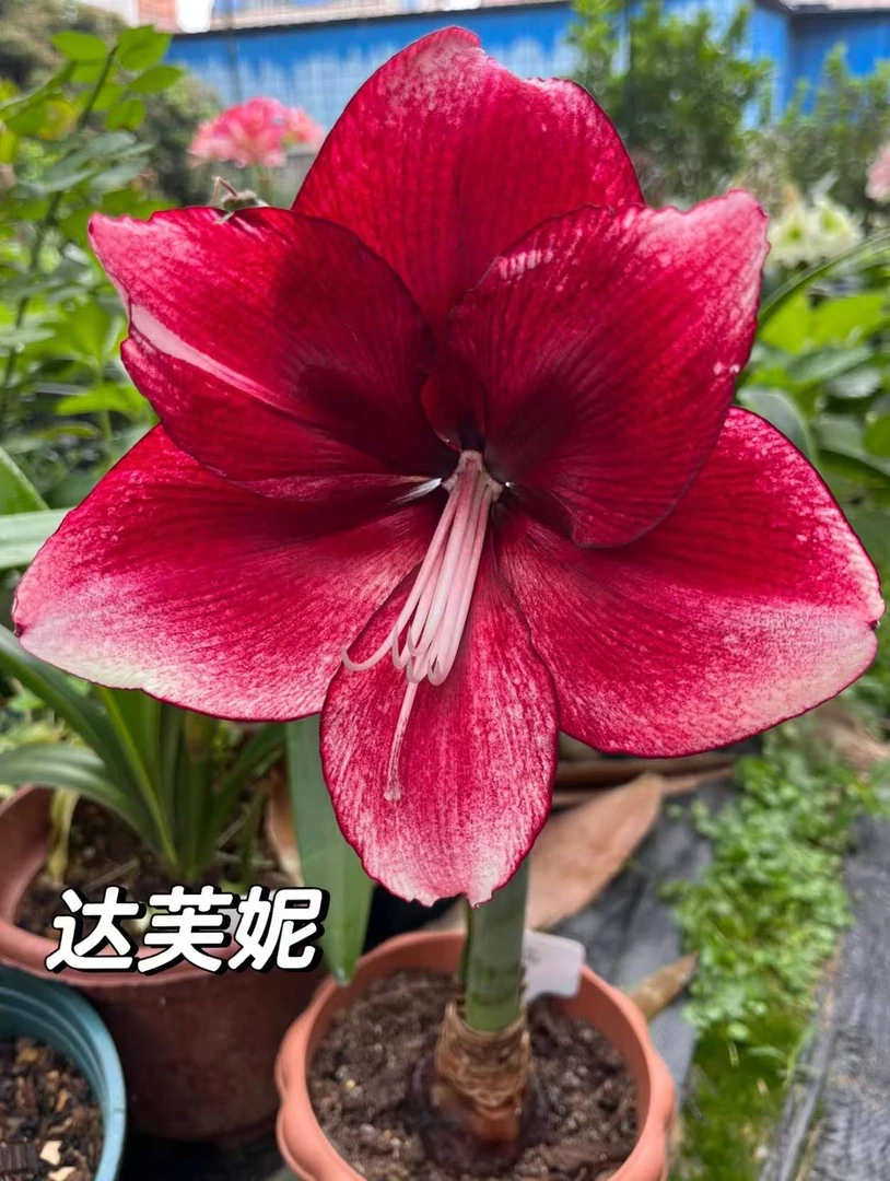 【达芙妮】包对版朱顶红重瓣
