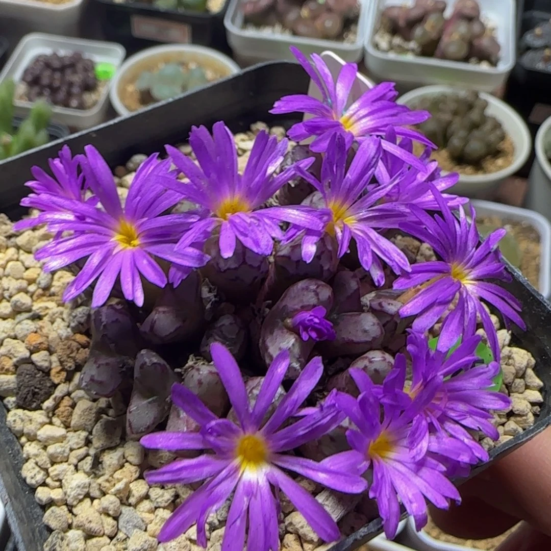 sh500多肉植物625
