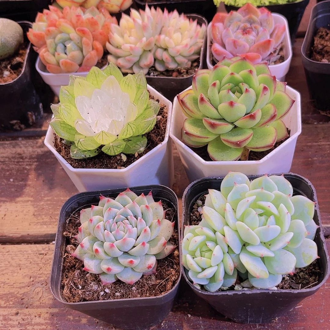 如图4盆111111111111