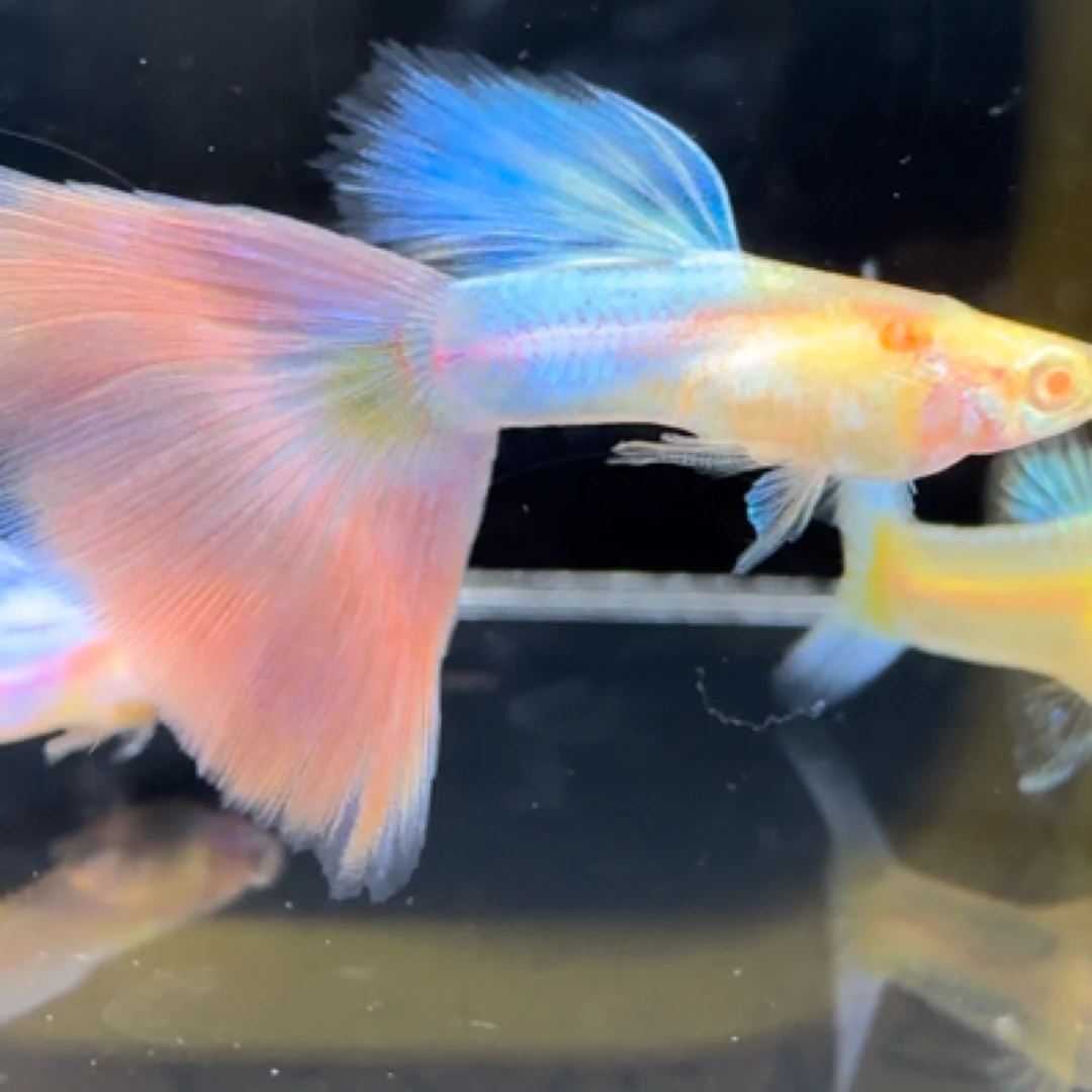 极光幻彩天使彩虹孔雀鱼热带鱼淡水鱼小型鱼好养耐活顺丰包活到家