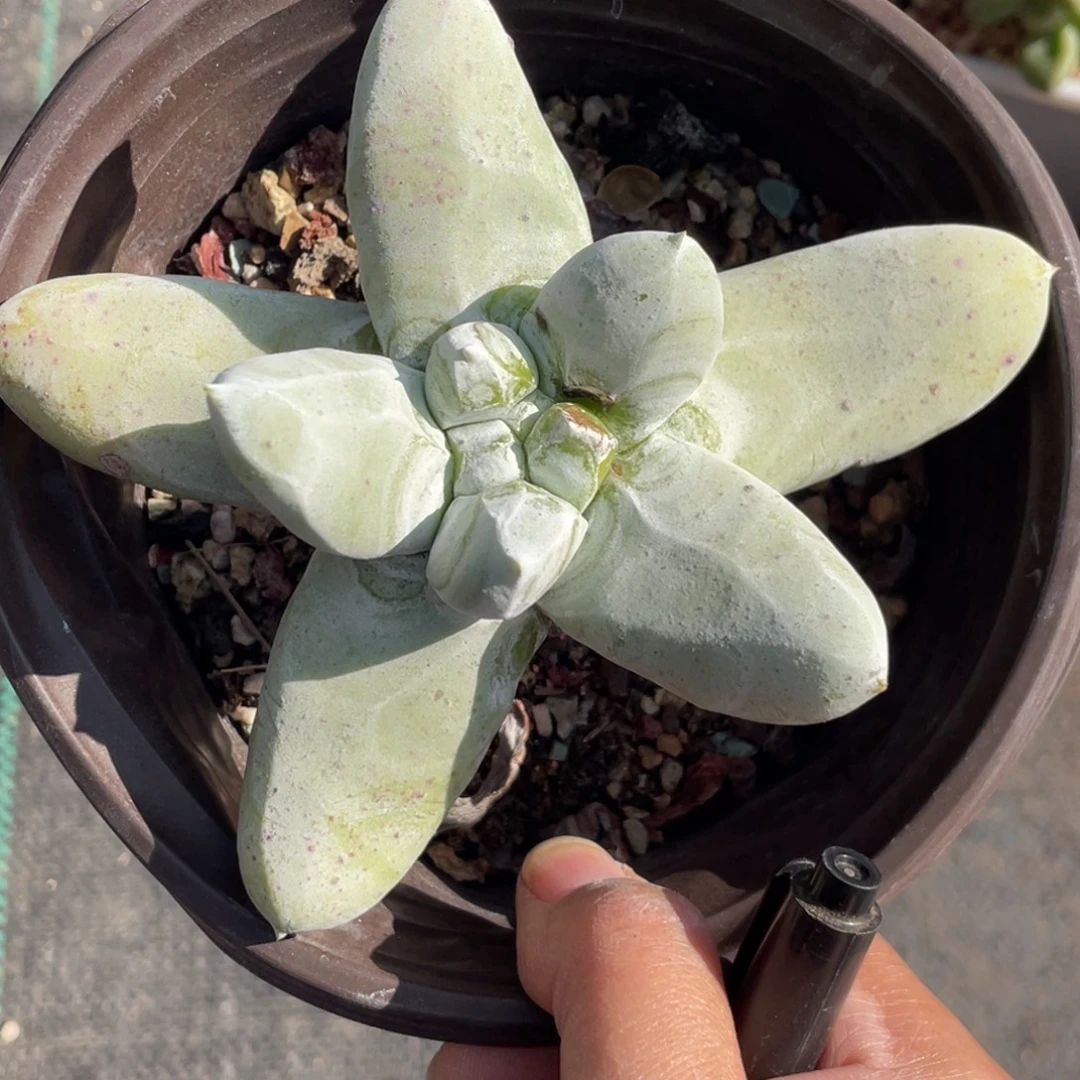 派大星同款拇指。