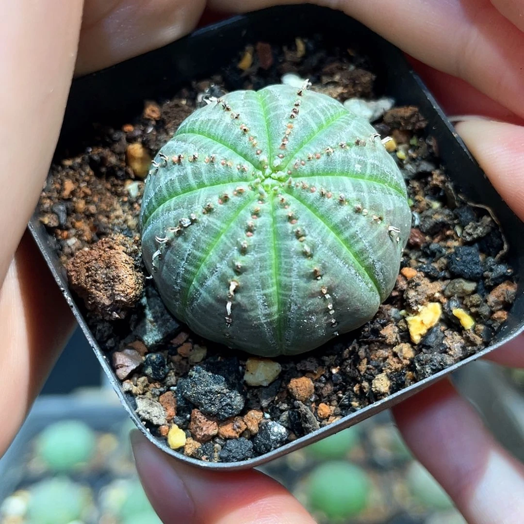 3.2cm自根美纹欧系布纹球根系好