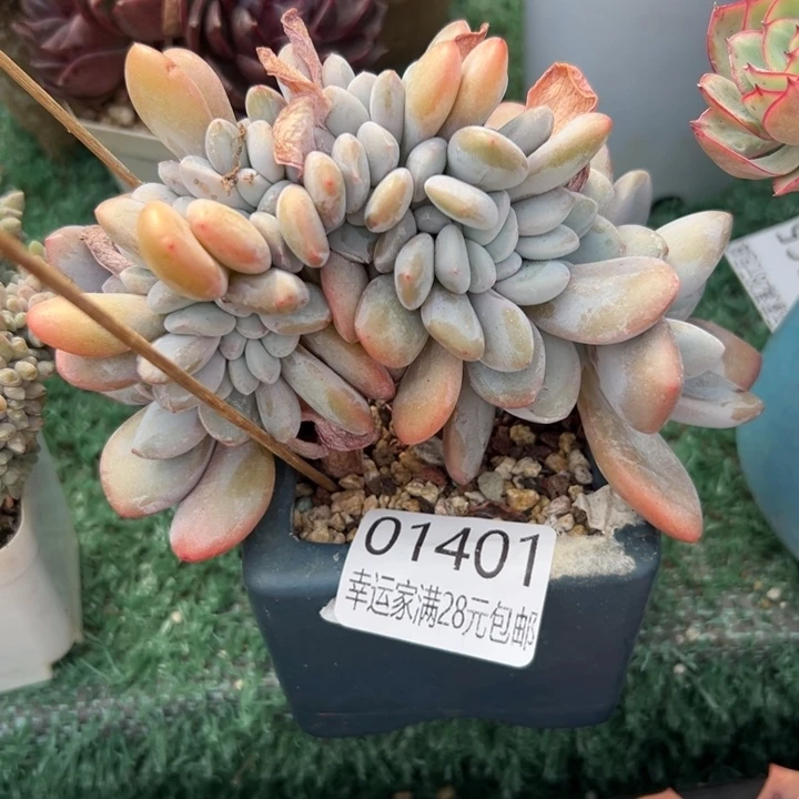 幸运的是我还在努力幸运