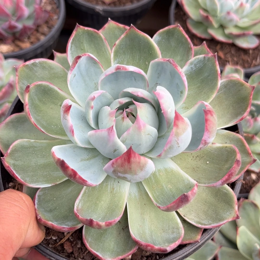 高***庄惊鸿一瞥多肉植物