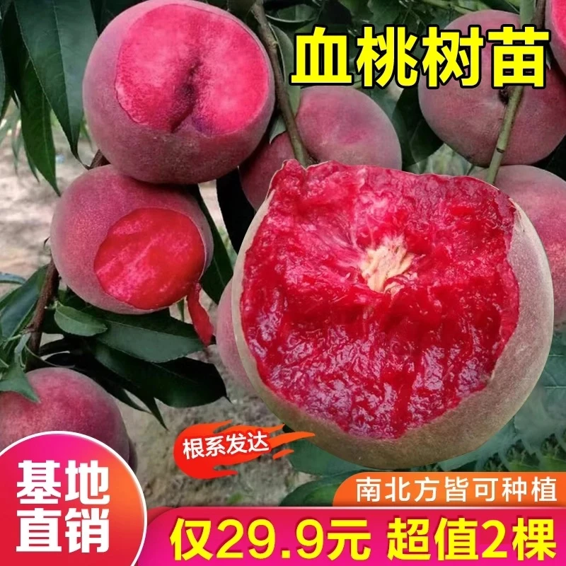 正宗嫁接血桃树苗盆栽地栽阳台庭院南方北方种植当年结果果树苗