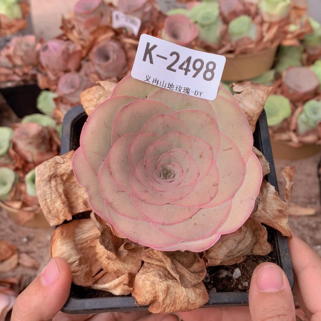 2498粉色g g g g g v