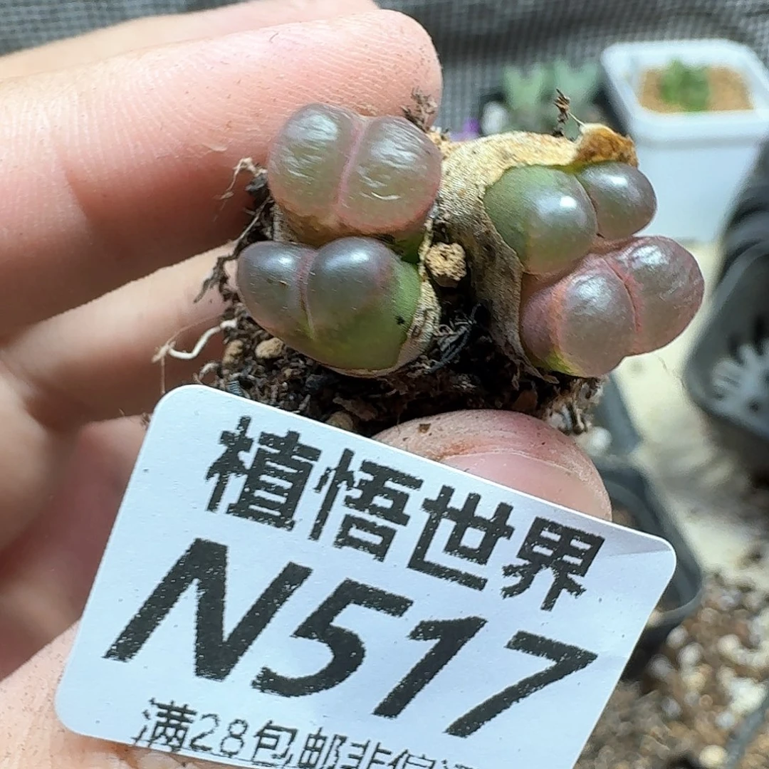多肉植物的人啊许gb