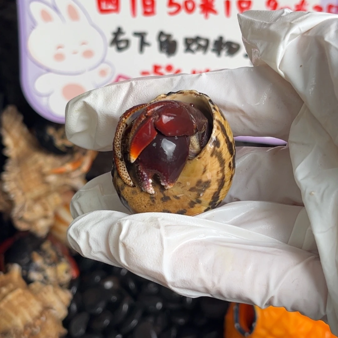 暗红西伯2.2口。