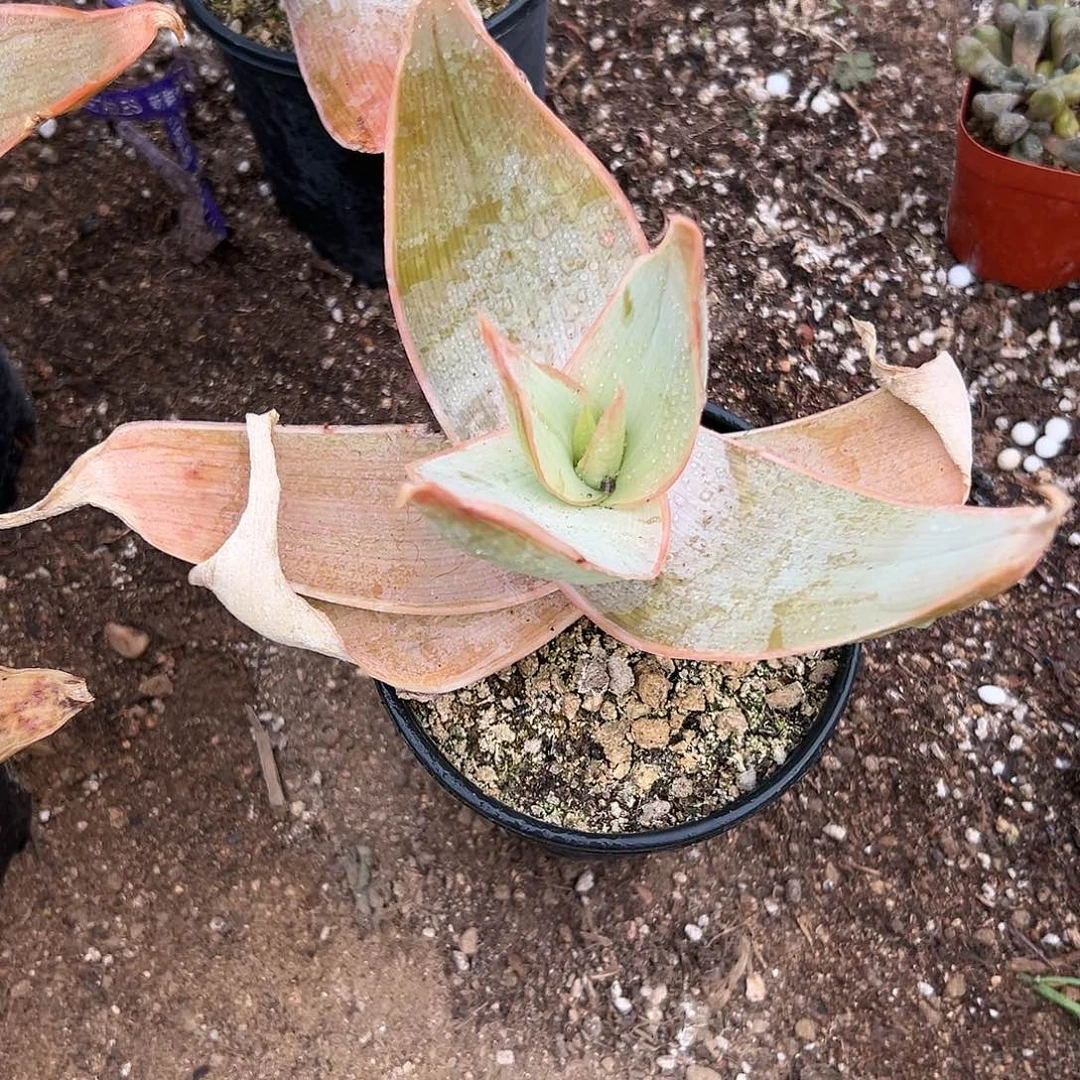 多肉植物银芳锦单头